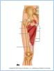 10-19bThighLegMusc_LE