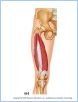 10-19cThighLegMusc_UN