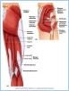 10-20_PostHipThigh_L