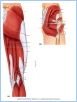 10-20_PostHipThigh_LE