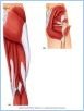10-20_PostHipThigh_UN