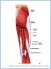 10-20aPostHipThigh_L