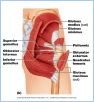 10-20bPostHipThigh_L