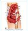 10-20bPostHipThigh_LE