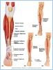 10-21_MuscAntLeg_L