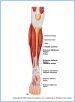10-21aMuscAntLeg_L
