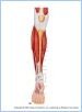 10-21aMuscAntLeg_LE