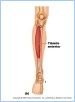 10-21bMuscAntLeg_L