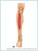 10-21bMuscAntLeg_LE