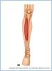 10-21bMuscAntLeg_UN