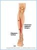 10-21cMuscAntLeg_L
