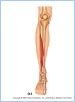10-21cMuscAntLeg_UN