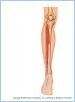 10-21dMuscAntLeg_UN