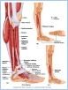 10-22_MuscLatLeg_L