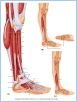 10-22_MuscLatLeg_LE
