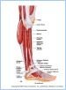 10-22aMuscLatLeg_L