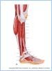 10-22aMuscLatLeg_LE