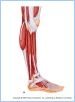 10-22aMuscLatLeg_UN
