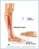 10-22bMuscLatLeg_L
