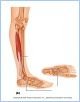 10-22bMuscLatLeg_LE