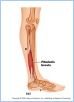 10-22cMuscLatLeg_L