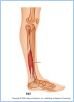 10-22cMuscLatLeg_LE