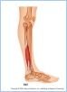 10-22cMuscLatLeg_UN