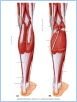 10-23a-bPostLeg_LE