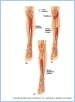 10-23d-fPostLeg_L