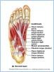 10-25bFootPlant_L
