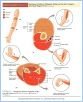 10-T12cSumArmHand_TAB
