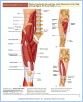 10-T14cThighLeg_TAB