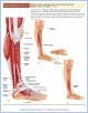 10-T15cAnkleToes_TAB