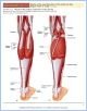 10-T15fAnkleToes_TAB