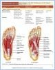 10-T17bToeMoveArch_TAB