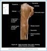 10_35BA_Shoulder_ALA