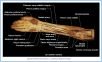 10_37aBA_ForearmWrist_ALA