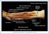 10_37bBA_ForearmWrist_ALE