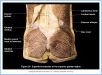 10_39BA_GlutealRegion_ALA