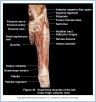 10_40BA_LowerThigh_ALA