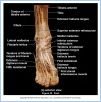 10_43BAaAntFoot_ALA