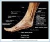 10_43BAbAntFoot_ALA