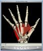 10_FlexorPollicis_NA