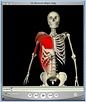 10_PectoralisMajor_NA