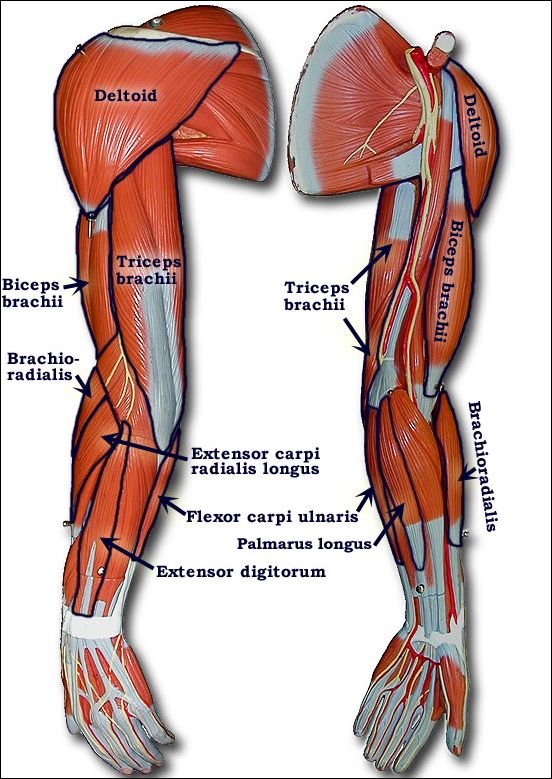 ArmMuscles-names