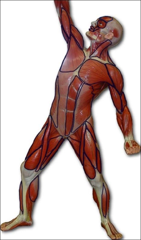MuscleMan-front-outlines